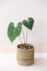 anthurium regale